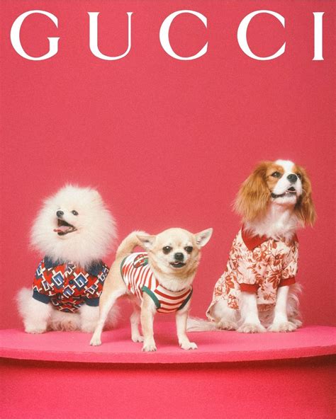 gucci pet man|Gucci pet collection.